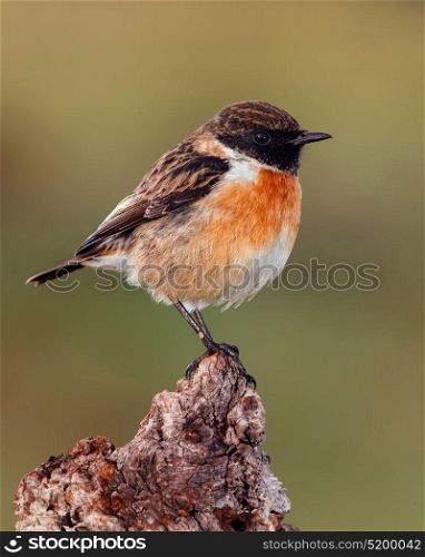 Small bird on a slim branch with unfocused green background