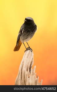 Small bird on a trunk with a beautiful colorfully background