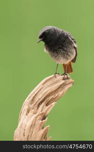 Small bird on a trunk with a green background