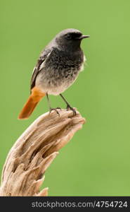 Small bird on a trunk with a green background