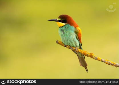 Small bird perched nice plumage on a branch