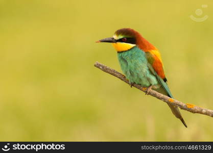 Small bird perched nice plumage on a branch