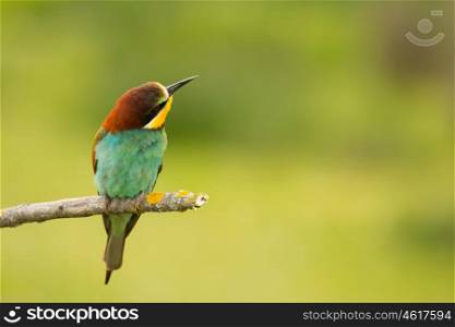 Small bird perched on a branch with a nice plumage
