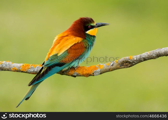 Small bird perched on a branch with a nice plumage