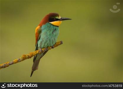 Small bird perched on a branch with a nice plumage