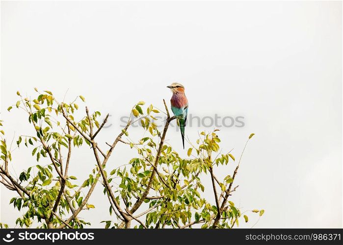 Small bird standing on top of a branch