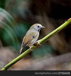 Small bird, White-gorgeted Flycatcher ( Ficedula monileger), standing on a branch, back profile