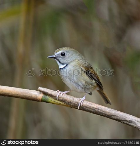 Small bird, White-gorgeted Flycatcher ( Ficedula monileger), standing on a branch, side profile