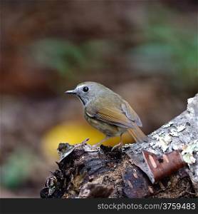 Small bird, White-gorgeted Flycatcher ( Ficedula monileger), standing on the log, back profile