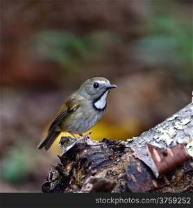 Small bird, White-gorgeted Flycatcher ( Ficedula monileger), standing on the log, breast profile