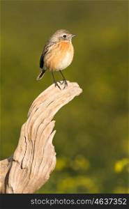 Small bird with a beautiful sunset light perched on a log