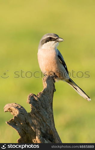 Small bird with mask perched on the branch of a tree