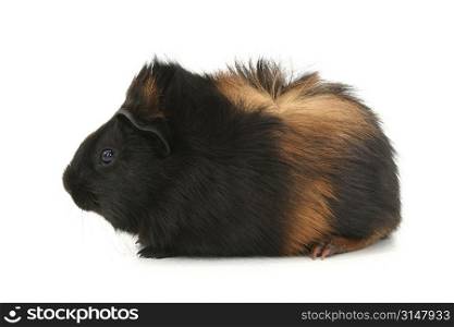 Small black and brown haired pet guinea pig named Dr. Fuzz.