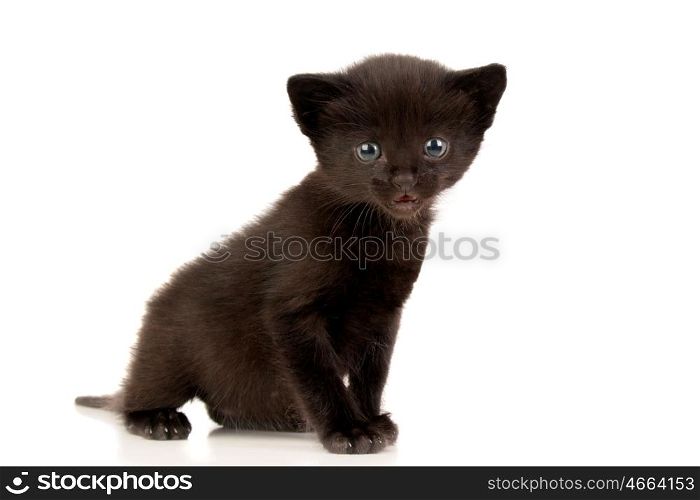 Small black kitten isolated on a white background