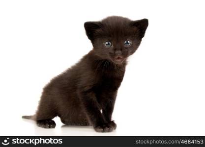 Small black kitten isolated on a white background