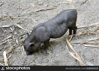 Small black pig in the park of the bamboo plantation of Anduze in the French department of Gard