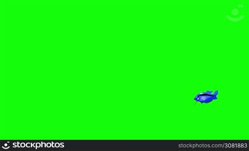 Small Blue Aquarium Fish Gourami floats in an aquarium. Animated Looped Motion Graphic Isolated on Green Screen