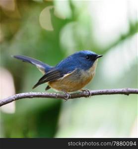 Small blue bird, male Slaty-blue Flycatcher (Ficedula tricolor), standing on a branch, side and breast profile