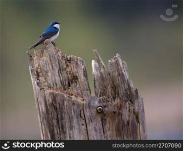 Small blue bird perching on weathered wooden post