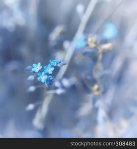 Small blue flowers closeup of a woodland forget-me-not - Myosotis sylvatica - blurred floral background with space for copy. Selective focus, toned.. Woodland Forget-me-not Flowers