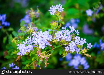 small blue flowers in the flowerbed gardening decorative