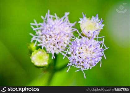 Small blue flowers of Billy Goat Weed ( Ageratum conyzoides ) in Thailand