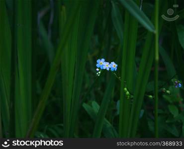 Small blue forget-me-not flowers closeup - Myosotis sylvatica - among dark green sedge grass at dusk. Atmospheric floral background with space for copy and design. Selective focus, blurred vignette.