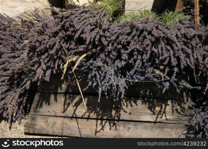 Small bouquets of lavender for sale, displayed on a wooden crate