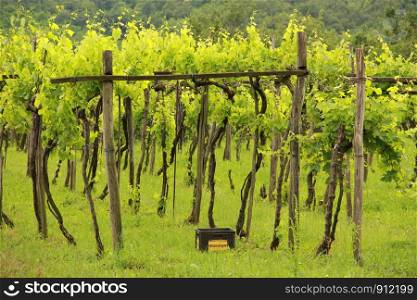 Small box in a vineyard