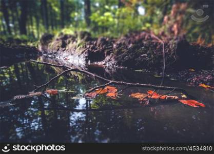 Small branch with colorful autumn leaves in a forest puddle