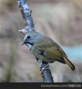 Small brown bird, White-gorgeted Flycatcher ( Ficedula monileger), standing on a branch, back profile