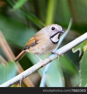 Small brown bird, White-gorgeted Flycatcher ( Ficedula monileger), standing on a branch, breast profile