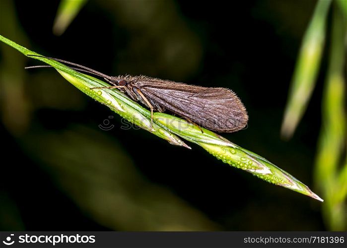 small brown butterfly on blade of grass