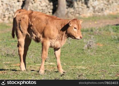 small brown calf on the farm eating grass