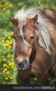 small brown pony with pigtails in spring meadow with yeoolw flowers