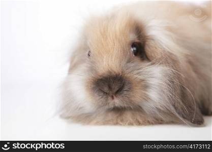 Small brown rabbit on white background close up