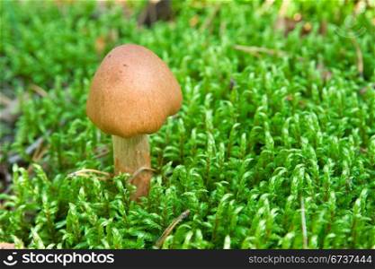 small brown toadstool in a green moss