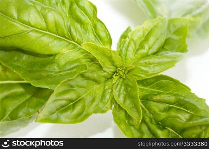 small bunch of leafs of fresh basil