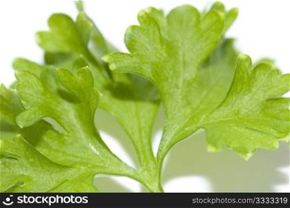 small bunch of leafs of fresh parsley