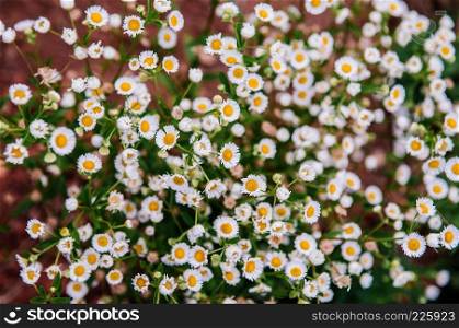 Small bush of wild Daisy flower with soft evening light in spring time