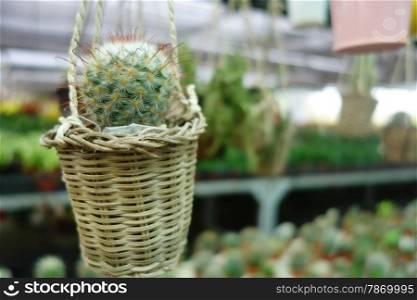 Small cactus hangs on the small basket