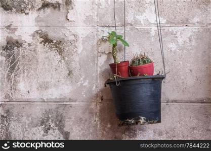 Small cactus in pot place on hanging flower pot