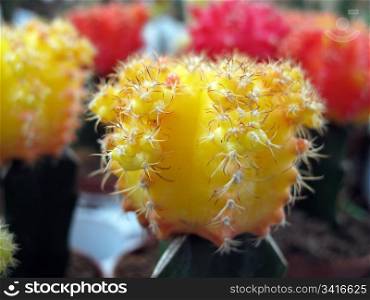 Small cactus of many colors