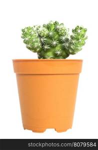 Small cactus pot isolated over white