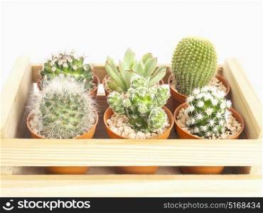 Small cactus pots in a wooden box over white background