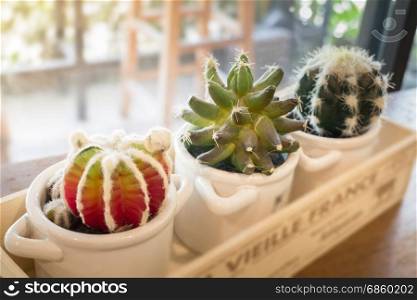Small cactus pots on wooden table, stock photo