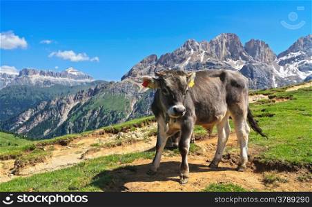 small calf free on summer pasture in Italian Dolomites