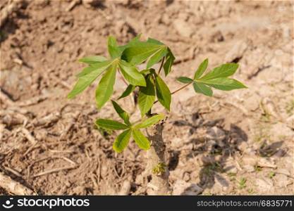 small cassava growing tree in farm, agriculture concept