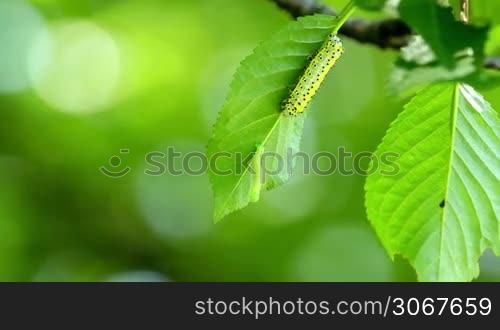 Small caterpillars on the tree leaf