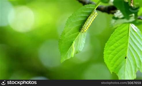 Small caterpillars on the tree leaf